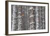 Two Red Squirrels (Sciurus Vulgaris) in Snowy Pine Forest. Glenfeshie, Scotland, January-Peter Cairns-Framed Photographic Print