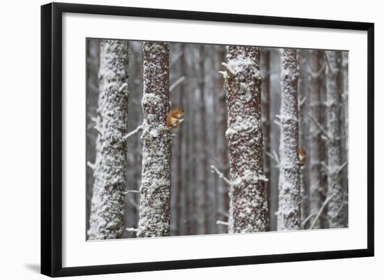 Two Red Squirrels (Sciurus Vulgaris) in Snowy Pine Forest. Glenfeshie, Scotland, January-Peter Cairns-Framed Photographic Print