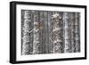 Two Red Squirrels (Sciurus Vulgaris) in Snowy Pine Forest. Glenfeshie, Scotland, January-Peter Cairns-Framed Photographic Print