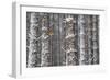 Two Red Squirrels (Sciurus Vulgaris) in Snowy Pine Forest. Glenfeshie, Scotland, January-Peter Cairns-Framed Photographic Print
