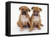 Two Red Staffordshire Bull Terrier Puppies, 6 Weeks Old, Sitting Together-Jane Burton-Framed Stretched Canvas