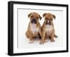 Two Red Staffordshire Bull Terrier Puppies, 6 Weeks Old, Sitting Together-Jane Burton-Framed Photographic Print