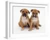 Two Red Staffordshire Bull Terrier Puppies, 6 Weeks Old, Sitting Together-Jane Burton-Framed Photographic Print