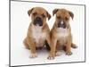 Two Red Staffordshire Bull Terrier Puppies, 6 Weeks Old, Sitting Together-Jane Burton-Mounted Photographic Print