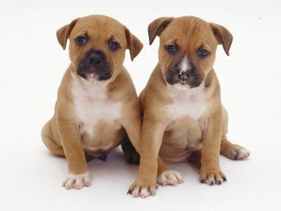 Two Staffordshire Bull Terrier 6 Weeks Sitting Together' Photographic Print - Jane Burton | AllPosters.com