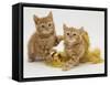 Two Red Tabby Kittens with Gold Christmas Tinsel-Jane Burton-Framed Stretched Canvas