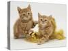 Two Red Tabby Kittens with Gold Christmas Tinsel-Jane Burton-Stretched Canvas