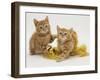 Two Red Tabby Kittens with Gold Christmas Tinsel-Jane Burton-Framed Photographic Print