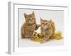 Two Red Tabby Kittens with Gold Christmas Tinsel-Jane Burton-Framed Photographic Print