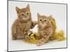 Two Red Tabby Kittens with Gold Christmas Tinsel-Jane Burton-Mounted Photographic Print