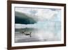 Two Red-throated divers in summer plumage, Iceland-Enrique Lopez-Tapia-Framed Photographic Print