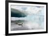 Two Red-throated divers in summer plumage, Iceland-Enrique Lopez-Tapia-Framed Photographic Print