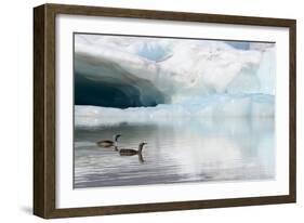Two Red-throated divers in summer plumage, Iceland-Enrique Lopez-Tapia-Framed Photographic Print