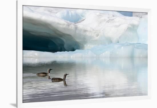 Two Red-throated divers in summer plumage, Iceland-Enrique Lopez-Tapia-Framed Photographic Print