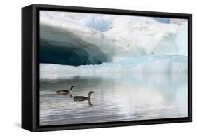 Two Red-throated divers in summer plumage, Iceland-Enrique Lopez-Tapia-Framed Stretched Canvas