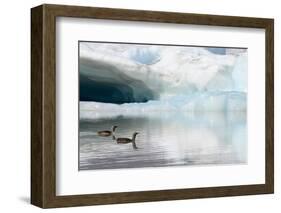 Two Red-throated divers in summer plumage, Iceland-Enrique Lopez-Tapia-Framed Photographic Print