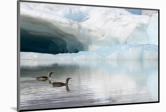 Two Red-throated divers in summer plumage, Iceland-Enrique Lopez-Tapia-Mounted Photographic Print