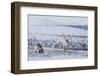 Two Reindeer in snowy landscape, Finland-Jussi Murtosaari-Framed Photographic Print