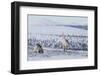 Two Reindeer in snowy landscape, Finland-Jussi Murtosaari-Framed Photographic Print