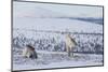 Two Reindeer in snowy landscape, Finland-Jussi Murtosaari-Mounted Photographic Print