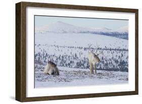 Two Reindeer in snowy landscape, Finland-Jussi Murtosaari-Framed Photographic Print