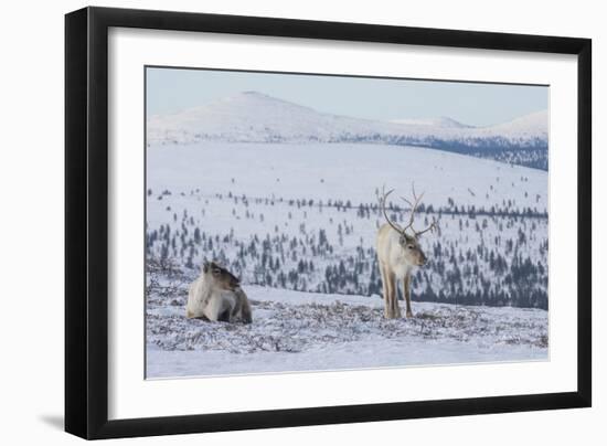 Two Reindeer in snowy landscape, Finland-Jussi Murtosaari-Framed Photographic Print