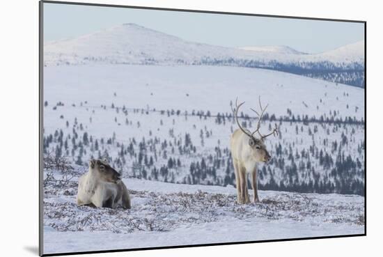 Two Reindeer in snowy landscape, Finland-Jussi Murtosaari-Mounted Photographic Print