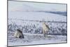 Two Reindeer in snowy landscape, Finland-Jussi Murtosaari-Mounted Photographic Print