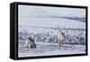 Two Reindeer in snowy landscape, Finland-Jussi Murtosaari-Framed Stretched Canvas