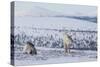 Two Reindeer in snowy landscape, Finland-Jussi Murtosaari-Stretched Canvas
