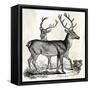 Two Reindeers-PI Studio-Framed Stretched Canvas