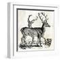 Two Reindeers-PI Studio-Framed Art Print