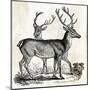 Two Reindeers-PI Studio-Mounted Art Print