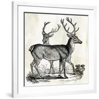 Two Reindeers-PI Studio-Framed Art Print