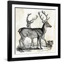 Two Reindeers-PI Studio-Framed Art Print