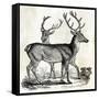 Two Reindeers-PI Studio-Framed Stretched Canvas