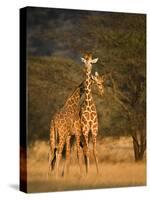 Two Reticulated Giraffes (Giraffa Camelopardalis Reticulata), Kenya-null-Stretched Canvas