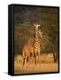 Two Reticulated Giraffes (Giraffa Camelopardalis Reticulata), Kenya-null-Framed Stretched Canvas