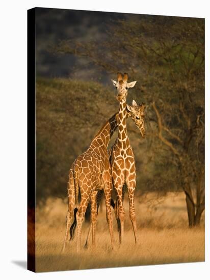 Two Reticulated Giraffes (Giraffa Camelopardalis Reticulata), Kenya-null-Stretched Canvas