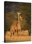 Two Reticulated Giraffes (Giraffa Camelopardalis Reticulata), Kenya-null-Stretched Canvas