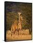 Two Reticulated Giraffes (Giraffa Camelopardalis Reticulata), Kenya-null-Framed Stretched Canvas