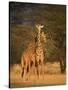 Two Reticulated Giraffes (Giraffa Camelopardalis Reticulata), Kenya-null-Stretched Canvas