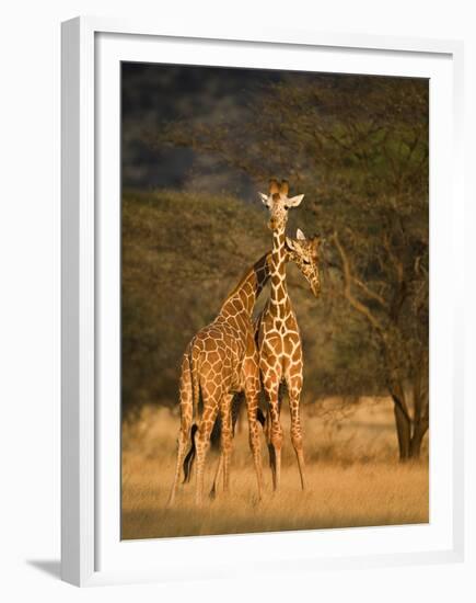 Two Reticulated Giraffes (Giraffa Camelopardalis Reticulata), Kenya-null-Framed Premium Photographic Print