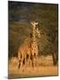 Two Reticulated Giraffes (Giraffa Camelopardalis Reticulata), Kenya-null-Mounted Premium Photographic Print