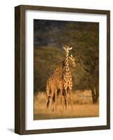 Two Reticulated Giraffes (Giraffa Camelopardalis Reticulata), Kenya-null-Framed Photographic Print