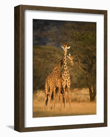 Two Reticulated Giraffes (Giraffa Camelopardalis Reticulata), Kenya-null-Framed Photographic Print
