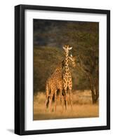 Two Reticulated Giraffes (Giraffa Camelopardalis Reticulata), Kenya-null-Framed Photographic Print