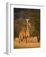 Two Reticulated Giraffes (Giraffa Camelopardalis Reticulata), Kenya-null-Framed Photographic Print