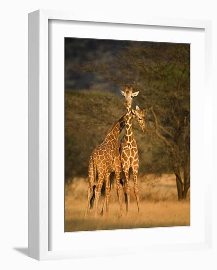 Two Reticulated Giraffes (Giraffa Camelopardalis Reticulata), Kenya-null-Framed Photographic Print