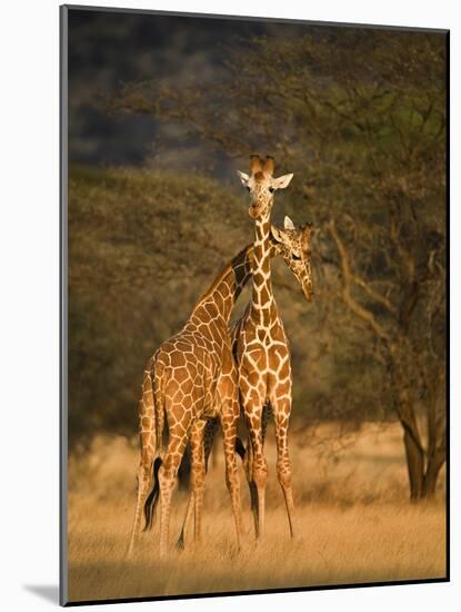Two Reticulated Giraffes (Giraffa Camelopardalis Reticulata), Kenya-null-Mounted Photographic Print